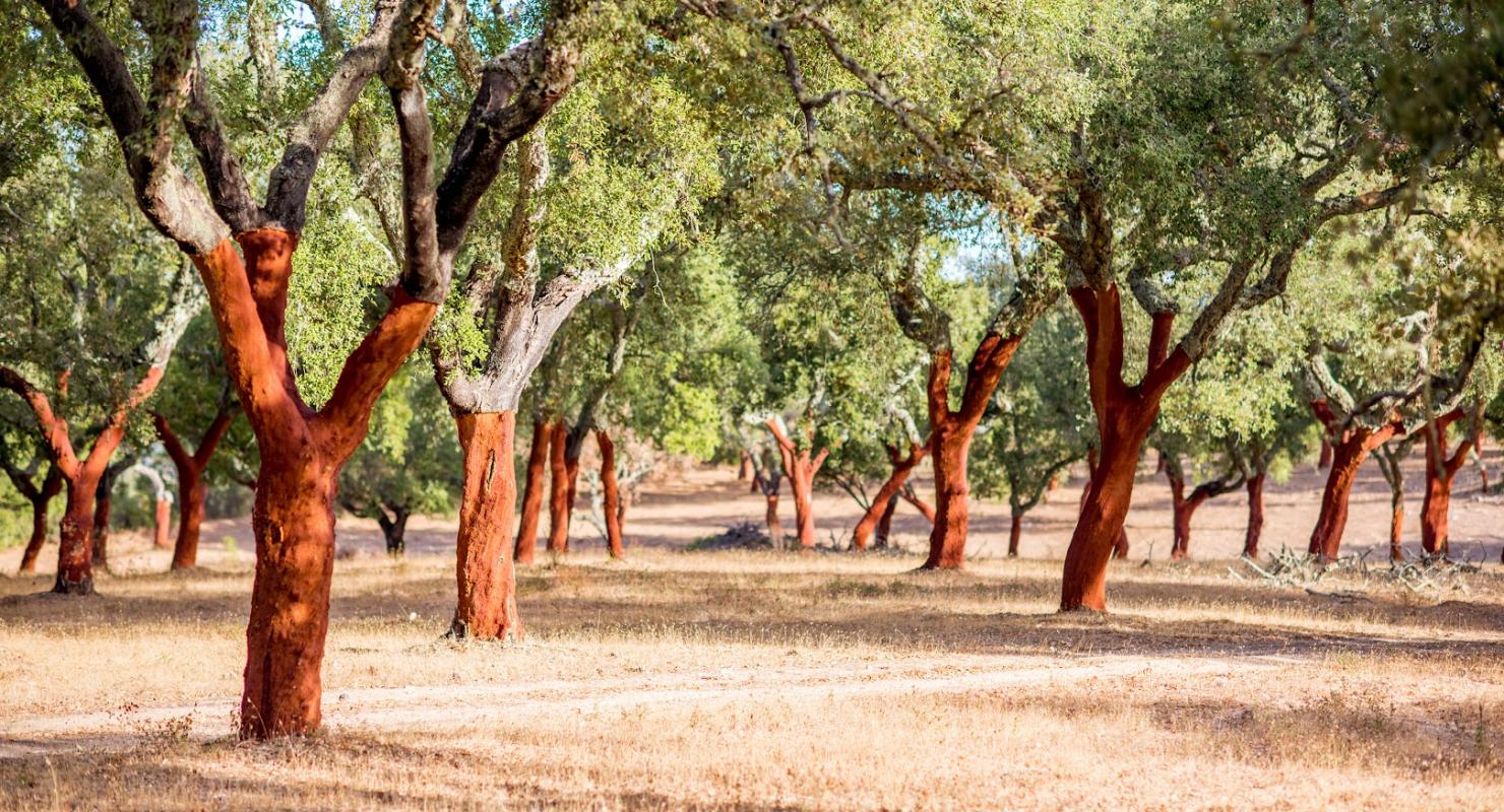 zaamoak by Andrea Mattmann - Repair & Alteration in Obwalden