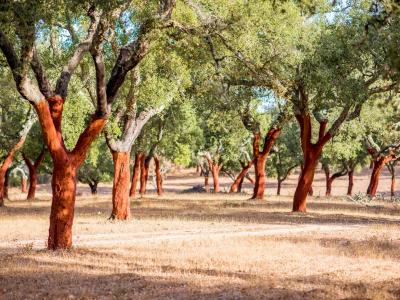 zaamoak by Andrea Mattmann - Repair & Alteration in Obwalden