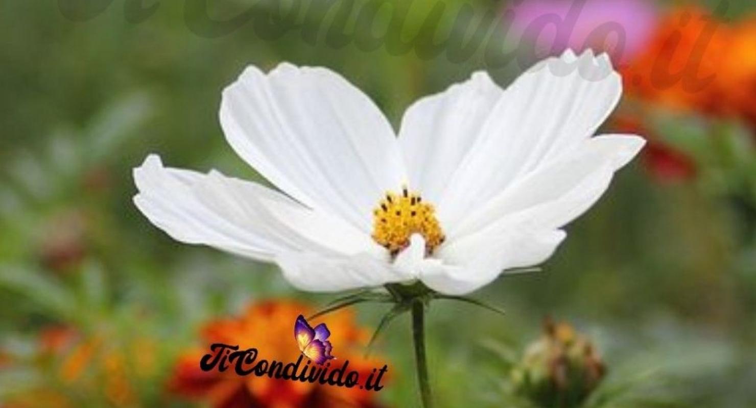 Sartoria Donna Lab - Upcycled Fashion in Ticino