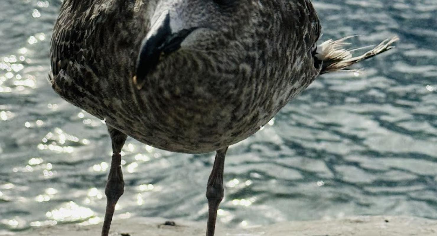 Cordonnerie du Léman - Abbigliamento di seconda mano in Vaud