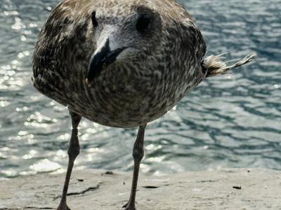 Cordonnerie du Léman - Vêtements de seconde main à Vaud