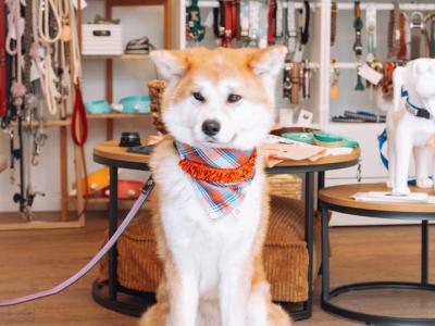 Woof & Woman - Repair & Alteration in Vaud