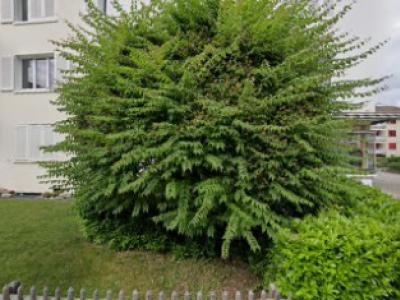 schwebas - Upcycled Fashion in Zurich